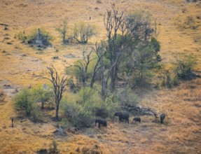 Group of African elephants (Loxodonta africana), savanna landscape, aerial view, Okavango Delta,