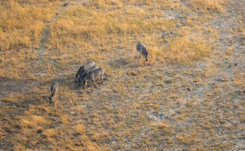 Steppe zebra (Equus quagga), savanna, aerial view, Okavango Delta, Botswana