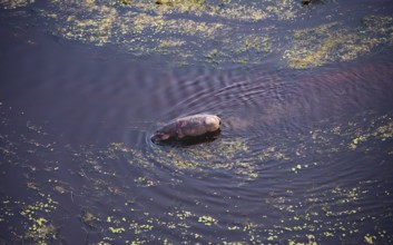 Single hippopatamus (Hippopatamus amphibius) with back injury in water, aerial view, Okavango