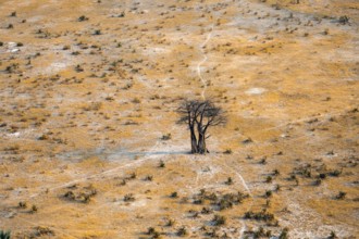 Savanna landscape with African baobab (Adansonia digitata) and yellow grass, aerial view, Okavango