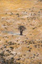 Savanna landscape with African baobab (Adansonia digitata) and yellow grass, aerial view, Okavango