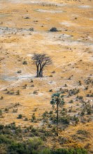 Savanna landscape with baobab (Adansonia digitata) and palm tree, aerial view, Okavango Delta,