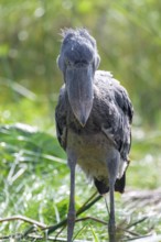 Shoebill (Balaeniceps rex), evil eye, in the swamps of Mabamba between papyrus, Lake Victoria,