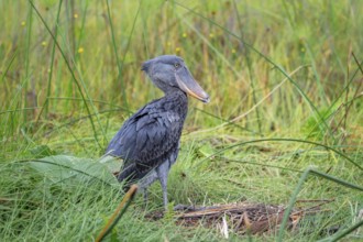 Shoebill (Balaeniceps rex), in the swamps of Mabamba between papyrus, Lake Victoria, Uganda