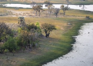 African elephant (Loxodonta africana), riverbank, savanna landscape on the river, aerial view,