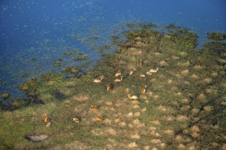 Herd of letschwe (Kobus leche), litchi bog antelopes sitting on the riverbank, aerial view,