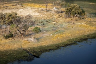 Savanna with yellow grass and river, flying white birds, aerial view, Okavango Delta, Botswana