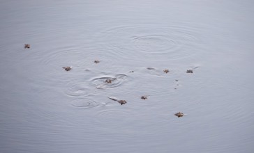 Hippos (Hippopatamus amphibius), group in water, aerial view, Okavango Delta, Botswana