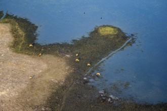 Herd of letschwe (Kobus leche), lychee bog antelope, riverbank, river landscape, aerial view,