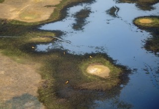 River landscape and small flock of letschwe (Kobus leche), litchi bog antelope, on the riverbank,