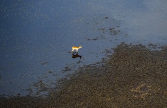 Letschwe (Kobus leche), lychee moor antelope, in water, by the river, aerial view, Okavango Delta,