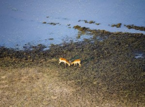 Letschwe (Kobus leche), litchi bog antelope, two animals fighting, on the riverbank, aerial view,