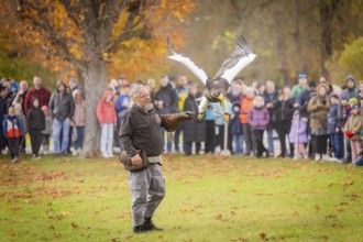 Moritzburg Fish and Forest Festival, Raptor Show with Hans-Peter Schaaf from Jagdfalkenhof,