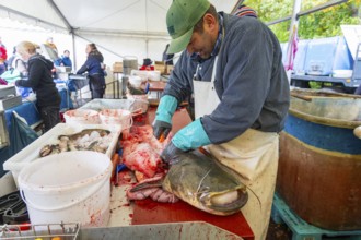 Moritzburg fish and forest festival, filleting a capital catfish, Moritzburg, Saxony, Germany