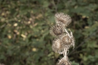 Borken, NRW, Germany, RDried burdock seed heads remaining on a plant in autumn, ready for dispersal