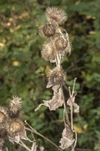 Borken, NRW, Germany, RDry burdock seed heads clinging to a plant stem in a forest setting