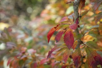 Colourful autumn leaves on a branch, Ternitz, Lower Austria, Austria