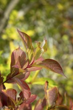 Red and green leaves in sunshine that give a lively, autumnal impression, Ternitz, Lower Austria,