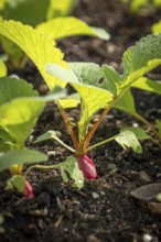 Radish grows in dark soil surrounded by green leaves in the garden, Ternitz, Lower Austria, Austria