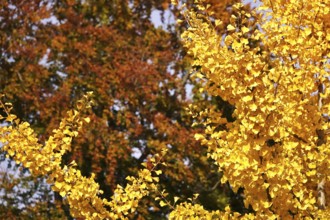 Ginkgo in autumn, October, Germany
