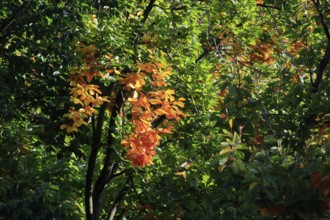 Autumn time, autumn leaves, October, Germany