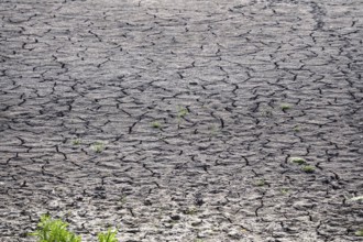 Symbolic picture of climate change, drought, dry field, Germany