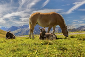 A horse and two donkeys relax on a blooming meadow against a mountain backdrop