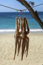 Octopus is dried in the sun, Naxos, Cyclades, Greece