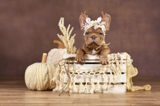 French Bulldog puppy with reindeer antlers in box in front of brown background with boho style