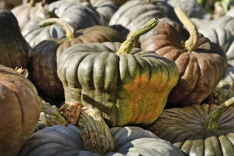 Green Queensland Blue pumpkins at rustic autumn market