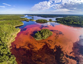 Red algae plant on the lake. abstract ecology nature concept, wild landscape with vibrant red