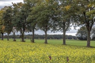 Field with blooming mustard plants, Münsterland, North Rhine-Westphalia, Germany