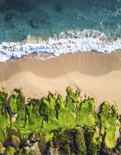 Green algae on the shore of an ocean. Fascinating phenomenon of wilderness nature, green plants,