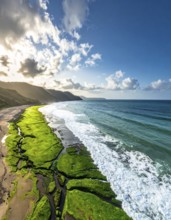 Green algae on the sandy shore of an ocean. Fascinating phenomenon of wild coastline with green