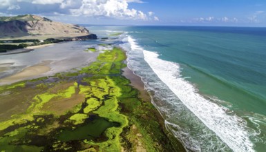 Green algae on the sandy shore of an ocean. Fascinating phenomenon of wild coastline with green