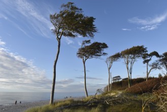 Windflüchter, pine trees on the Darß on the Baltic Sea, Mecklenburg-Western Pomerania, Germany