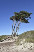 Windflüchter, pine trees on the Darß on the Baltic Sea, Mecklenburg-Western Pomerania, Germany