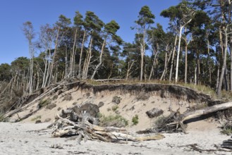 The west beach on the Darß peninsula on the Baltic Sea, Mecklenburg-Western Pomerania, Germany