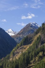 Forest and mountains with Stubai Glacier and Aperer Pfaff near Ranalt in autumn, Ranalt, Neustift