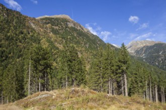 Forest and mountains near Ranalt in autumn, Ranalt, Neustift im Stubai Valley, Stubai Valley,