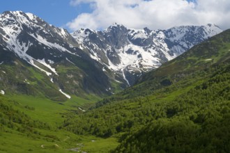 Valley with view of snow-capped mountains and forests, Zagari Pass, Svaneti, Greater Caucasus, High
