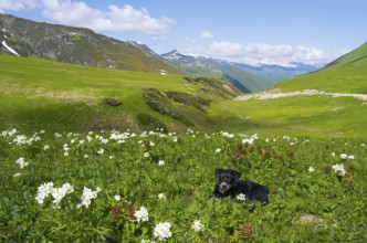 A dog sits in a flower-strewn meadow against a hilly backdrop, mixed breed dachshund, Zagari Pass,