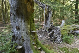 Dead wood in beech forest, Darß primeval forest, Darßer Wald, Mecklenburg-Western Pomerania,
