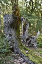 Dead wood in beech forest, Darß primeval forest, Darßer Wald, Mecklenburg-Western Pomerania,