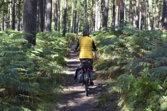 Woman riding a bicycle in a pine forest, Darß Primeval Forest, Mecklenburg-Western Pomerania,