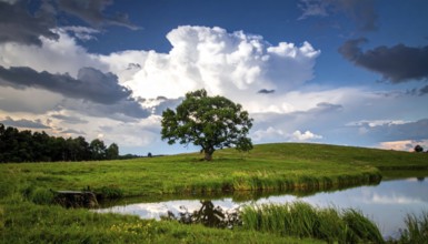 Single and lonely tree near to a lake, meadow and lot of wild grass around, hilly wilderness