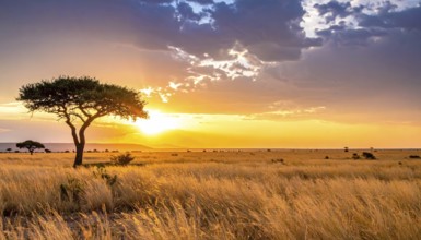 Single acacia tree in the savannah at sunset, solitude in the wild, dry grass in the foreground,