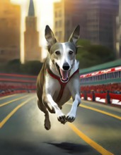A grey and white dog is running on a track. The dog is wearing a red harness and is smiling.