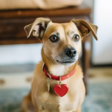 Dog in a collar with a red heart, AI generated