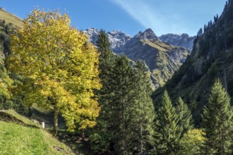 Bacherloch Valley, behind mountains of the Allgäu Alps, autumn atmosphere, autumn-colored trees,